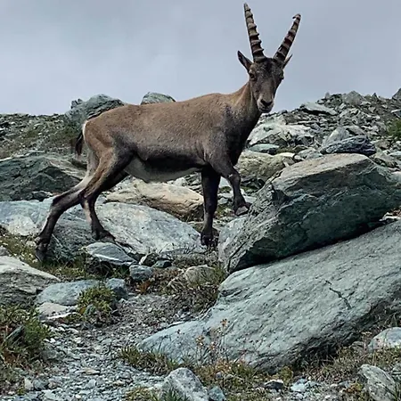 Maison Du Coeur - Spa, Gym E Aree Relax Appartement
